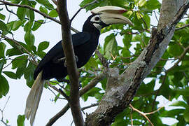 Palawan Hornbill