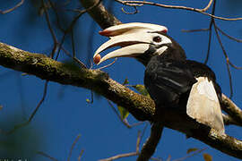 Palawan Hornbill