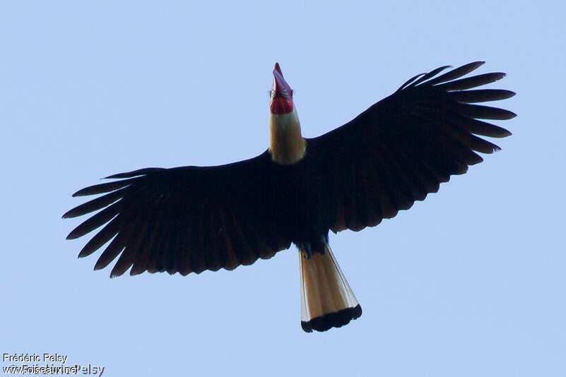 Writhed Hornbill male adult