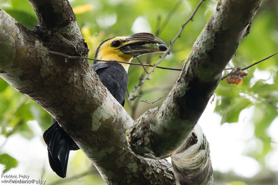 Sulawesi Hornbill male adult, eats