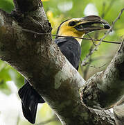 Sulawesi Hornbill