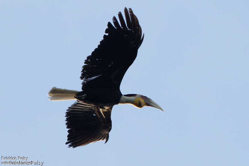 Wreathed Hornbill male adult, Flight