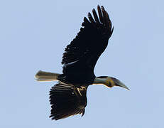 Wreathed Hornbill