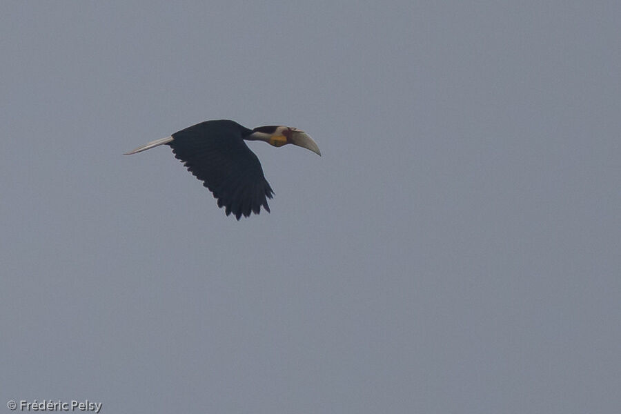 Wreathed Hornbill male adult, Flight