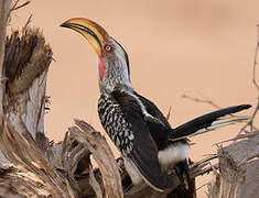 Southern Yellow-billed Hornbill