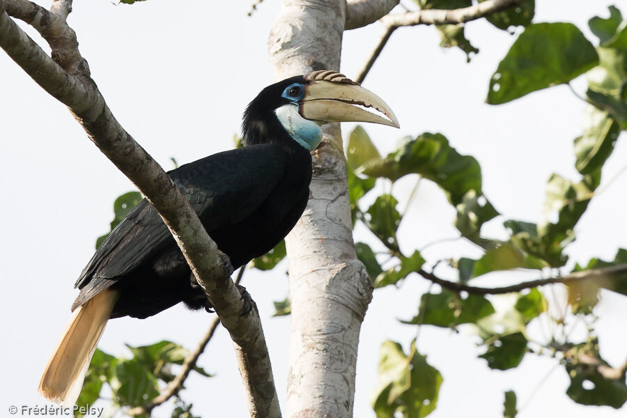 Blyth's Hornbill female adult