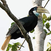 Blyth's Hornbill