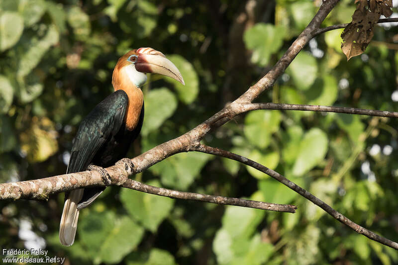 Calao papou mâle adulte, identification