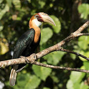 Blyth's Hornbill