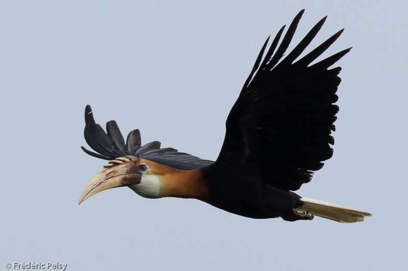 Blyth's Hornbill male adult, Flight