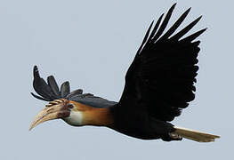 Blyth's Hornbill