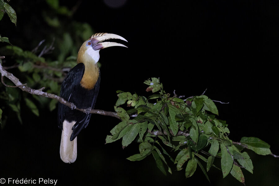 Blyth's Hornbill male