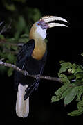 Blyth's Hornbill