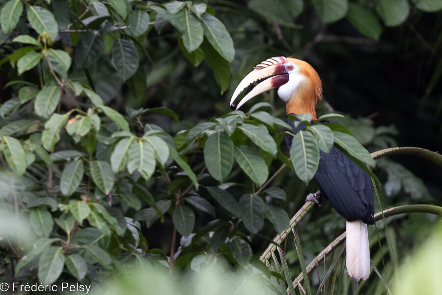 Blyth's Hornbill male