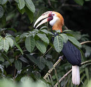 Blyth's Hornbill