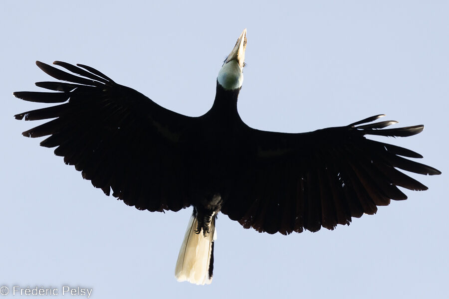 Blyth's Hornbill female, Flight