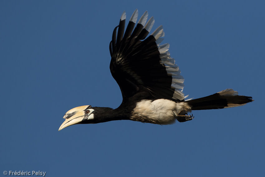 Oriental Pied Hornbill male adult, Flight