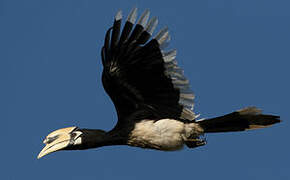 Oriental Pied Hornbill