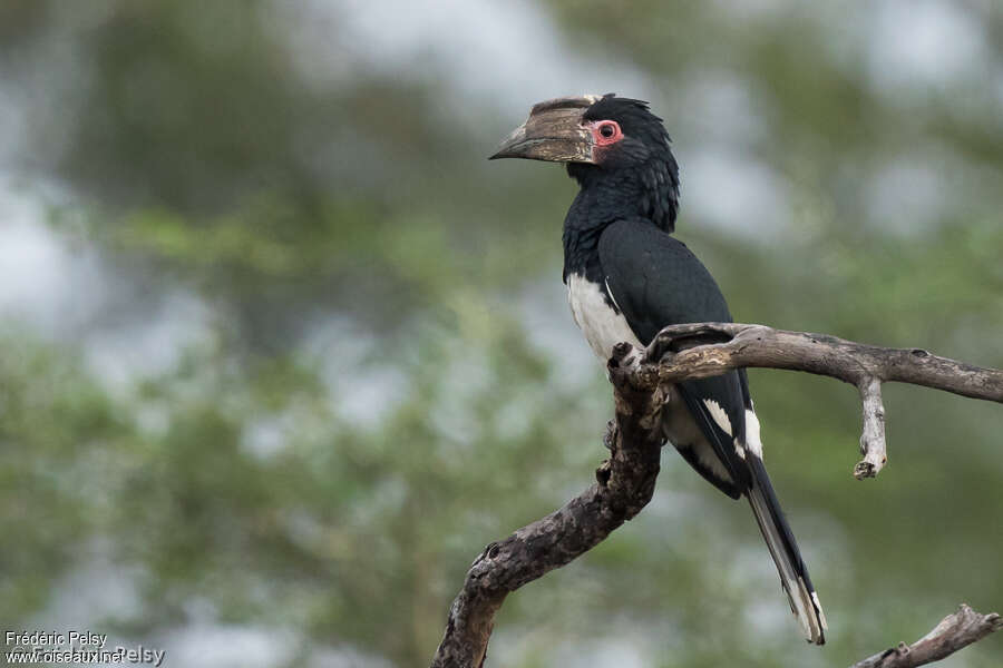 Trumpeter Hornbill female adult, identification