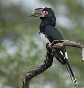 Trumpeter Hornbill