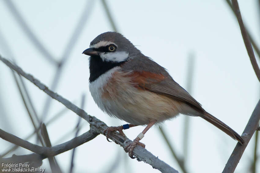 Red-shouldered Vangaadult, identification