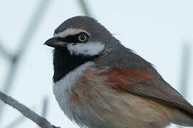 Red-shouldered Vanga