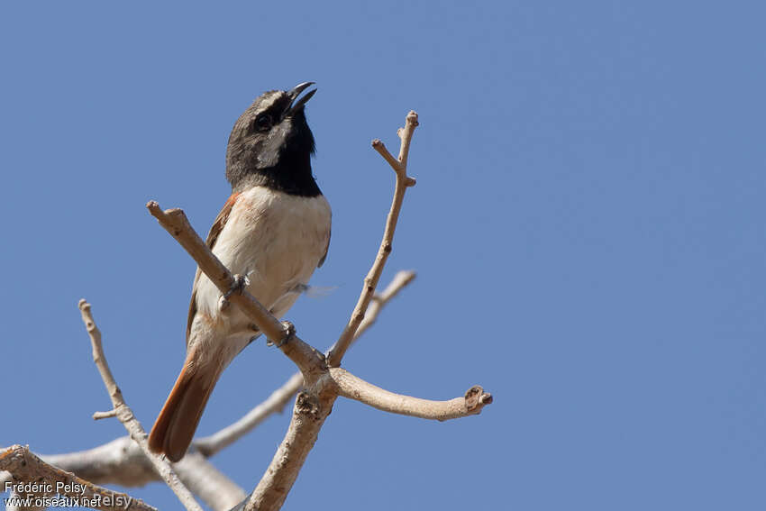 Red-tailed Vanga male adult, song