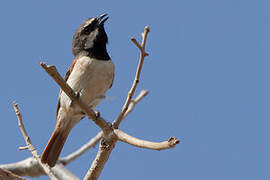 Red-tailed Vanga