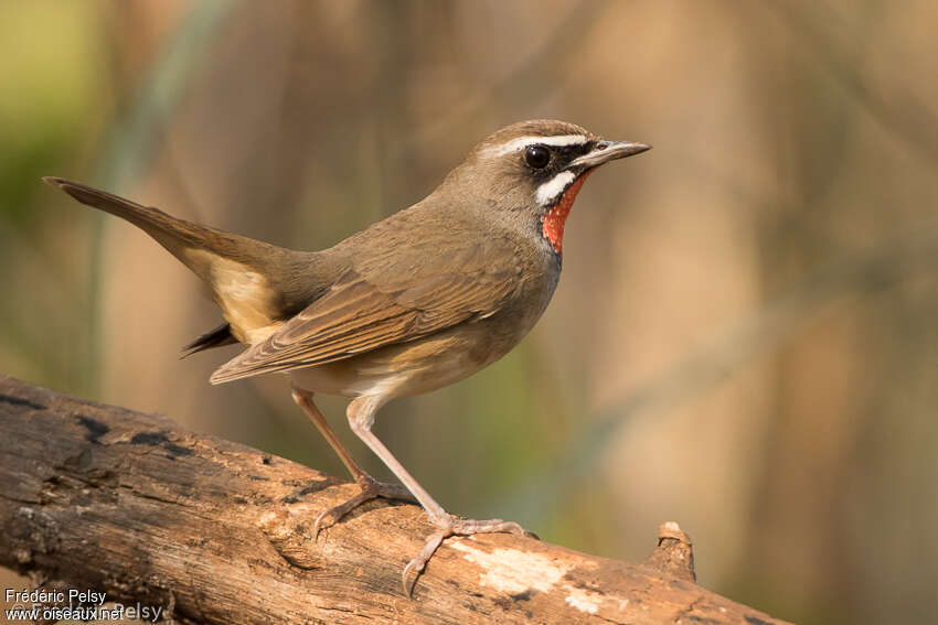 Siberian Rubythroat (beicki) male adult, identification