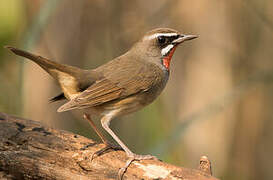 Siberian Rubythroat (beicki)