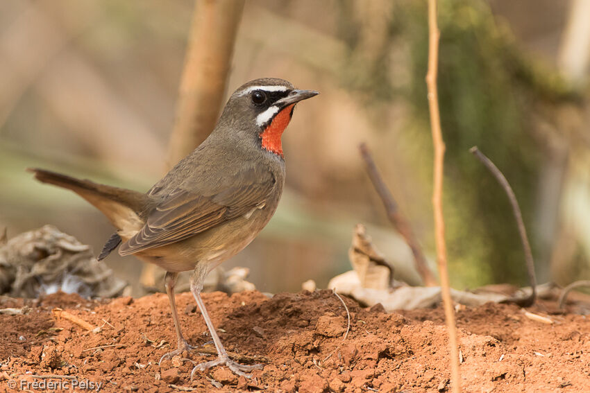 Siberian Rubythroat (beicki) male adult, identification, aspect