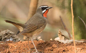 Siberian Rubythroat (beicki)