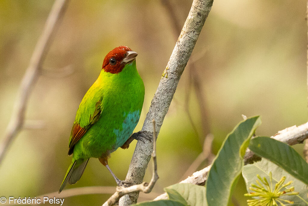 Rufous-winged Tanager