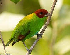 Rufous-winged Tanager