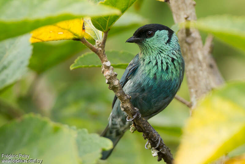 Black-capped Tanager male adult, close-up portrait