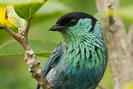 Black-capped Tanager