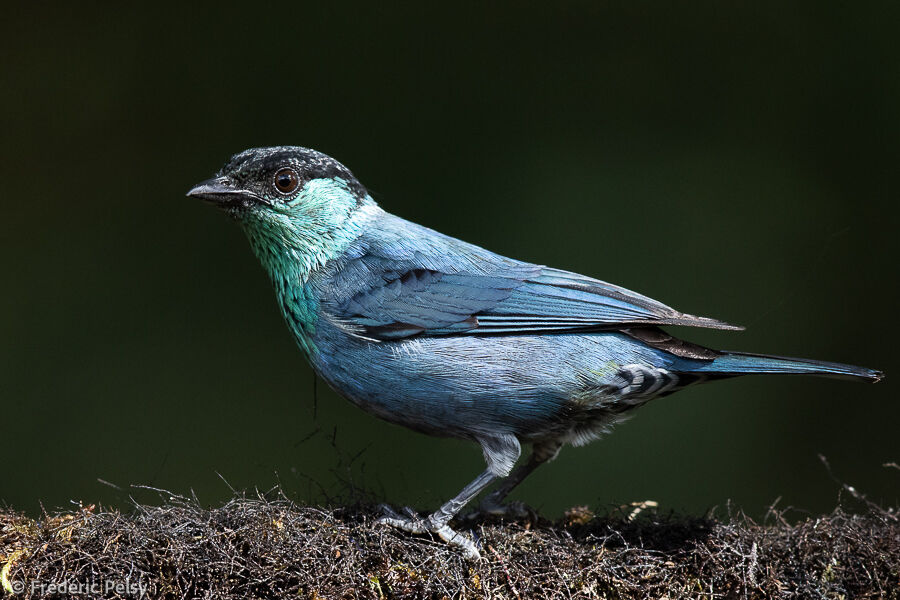 Black-capped Tanager