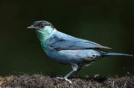 Black-capped Tanager