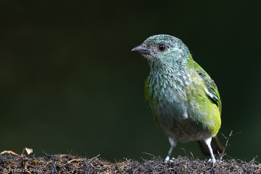 Black-capped Tanager