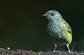 Black-capped Tanager