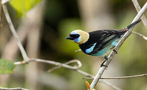 Golden-hooded Tanager