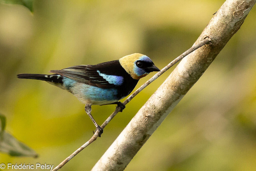 Golden-hooded Tanager