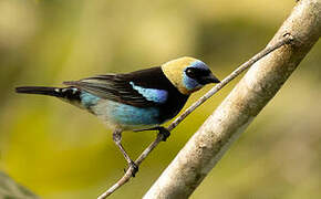 Golden-hooded Tanager