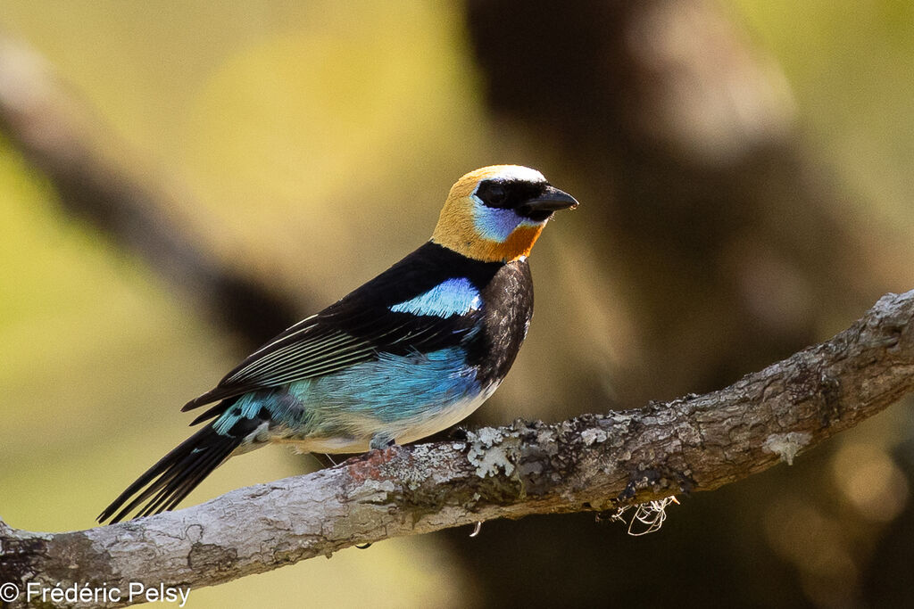 Golden-hooded Tanager