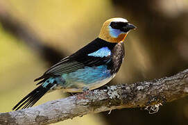 Golden-hooded Tanager