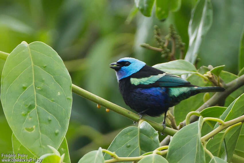 Calliste à cou bleu mâle adulte, identification