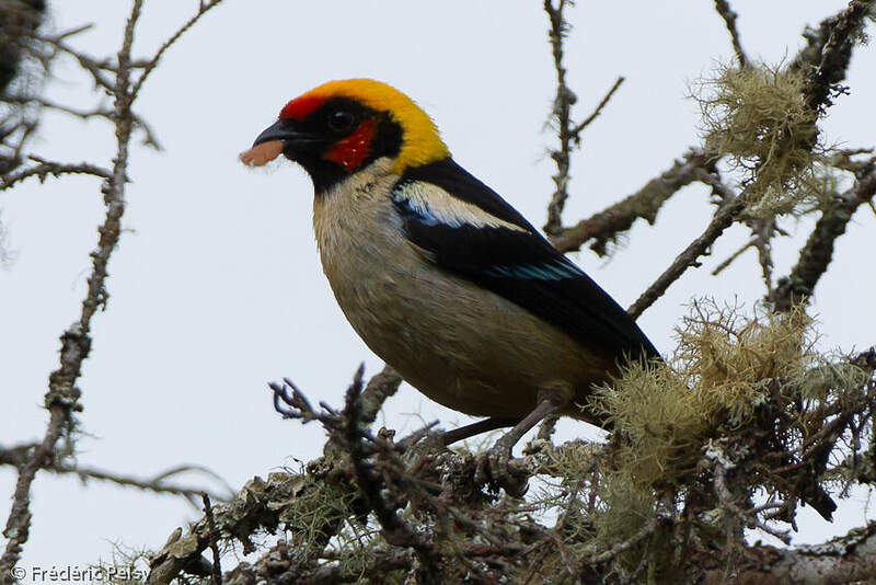 Calliste à face rouge adulte frpe160964