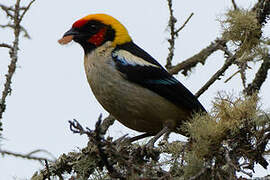 Flame-faced Tanager