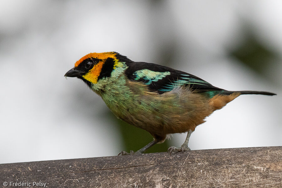 Flame-faced Tanager