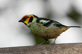 Flame-faced Tanager